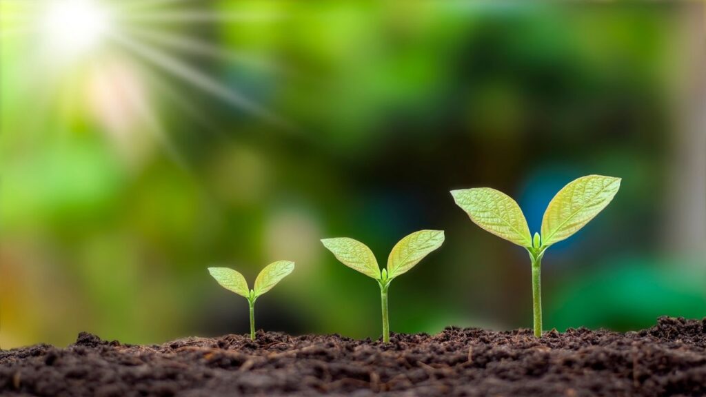 Young green plants growing in soil under sunlight. Used as featured image to symbolise growth and opportunity for credit union lending in Northern Ireland.