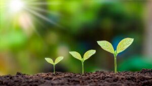 Young green plants growing in soil under sunlight. Used as featured image to symbolise growth and opportunity for credit union lending in Northern Ireland.
